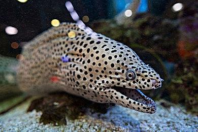 全新冒险体验 《为了吾王2》将于下周登陆主机平台